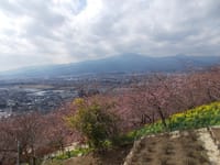 松田町の河津桜祭り見物