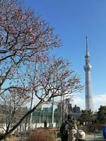 隅田公園の梅