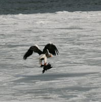 流氷の浮かぶ紋別沖のオホーツク海にはオオワシも。