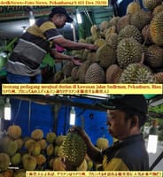 画像シリーズ276「プカンバル特産の美味しいドゥリアンを楽しむ」”Menikmati Kelezatan Durian Pekanbaru yang Khas”
