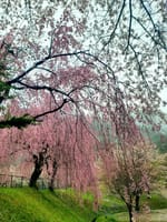 この春、最後の桜撮影。