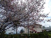 桃の木と花
