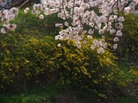 桜咲く山城国&奈良公園を訪ねて
