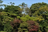 横浜市内の紅葉狩りスポット  < 日本庭園「三溪園」>