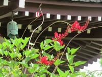 蒲田にある円頓寺の赤い花、糀谷駅前の喫茶店チェリーのモーニング、蒲田温泉