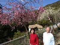 今年4回目の徳島牟岐別荘(1)梅も桜も満開一足早い春の到来