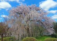 名勝 京都 円山公園の枝垂れ桜