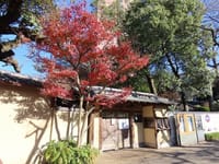 椿山荘　冠木門の紅葉、肥後細川庭園、渋谷　ヒカリエ１１階からの富士山