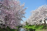 奈良の佐保川へ花見に行きましょう。