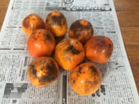 田舎で柿を8個収穫してきました。