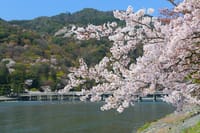 嵐山三山 (松尾山、嵐山、鳥ヶ岳) 桜ハイキングに行きましょう