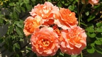 和泉リサイクル環境公園の薔薇の花（２０２３年５月１１日）Nikon（ニコン）COOLPIX P950