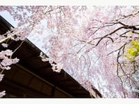 （愉快）【五感で感じる春】妙心寺退蔵院「観桜会」昼食プラン