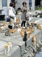 青島（愛媛県）猫の島ランキング１位