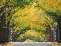 写真3枚は、田園調布の銀杏並木、宝来公園の紅葉、池田山公園入口付近の紅葉