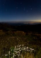 ヤマハハコとオリオン座、星景写真