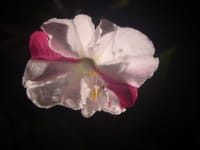 長雨のせいかオシロイバナの変化変形開花が増えてます