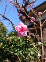 桃の花と水仙