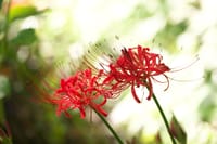 ヒガンバナ（彼岸花）ヒガンバナ科ヒガンバナ属