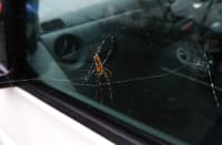 車で、生活したクモさん