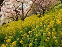 曽我梅林と松田山ハーブガーデンの河津桜を見に行きませんか！