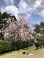 【中仙道ゴルフ倶楽部】2021年4月15日 散りゆく枝垂れ桜の中でゴルフを楽しませていただきました。