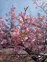 三春の滝桜観に行きますか!