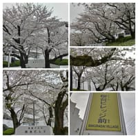4月6日 桜台ビレッジの桜　　なんと美しい