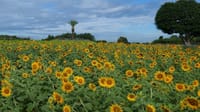 和泉リサイクル環境公園の向日葵とコキア（２０２３年８月２２日）LUMIX DC S5