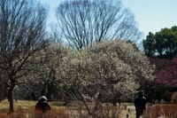 2022年2月25日昭和記念公園の早春賦～♪