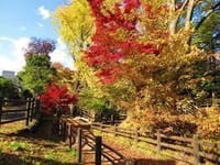 ☆　 玉川上水の紅葉小径を訪ねる旅　パート１（紅葉の美しい季節に　優しい瀬音を聴きながら　歩きたいですね・・・この小径を）