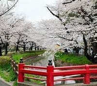 天候不良につき　催行中止☆　 日本一の桜回廊（さいたま市）を散策（♪あなたにぃも　わけて　あげたい　・・・この感動）