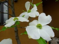 花水木 （はなみずき）白