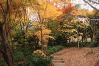 県立四季の森公園の紅葉2017