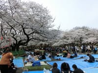 The 花見in上野(4月７日開催を３月２５日に変更しました）