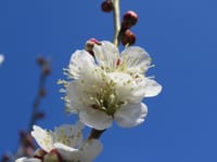 「吉野の梅祭り」