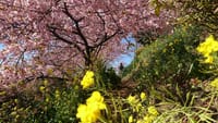 河津桜と菜の花と絶景　あぐりパーク嵯峨山苑