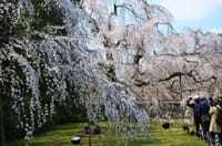 京都・醍醐寺の枝垂れ桜