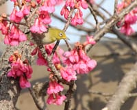 寒緋桜とメジロ　ソウシチョウ　カワセミ　