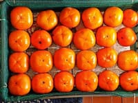 「柿食えば鐘が鳴るなり法隆寺」今年も次郎柿ができてきました。 