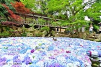 雨引山楽法寺の紫陽花