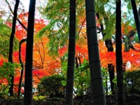 紅葉フィナーレ～竹林の輝き