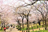 名古屋満開宣言２日前の東山公園の桜です