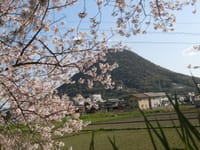 さぬきふじの飯野山日記　4月10日　桜も見ごろかな？・・・・