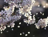 桜に纏わる諺