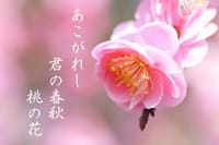『日々の俳句』桃の花
