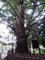 東京の巨樹探訪　１３