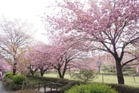 八重桜の下でお花見会  🌸