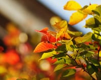 多摩丘陵の大自然とささやかな紅葉を!!