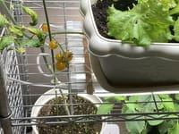 安全安心、新鮮な室内菜園から野菜サラダ